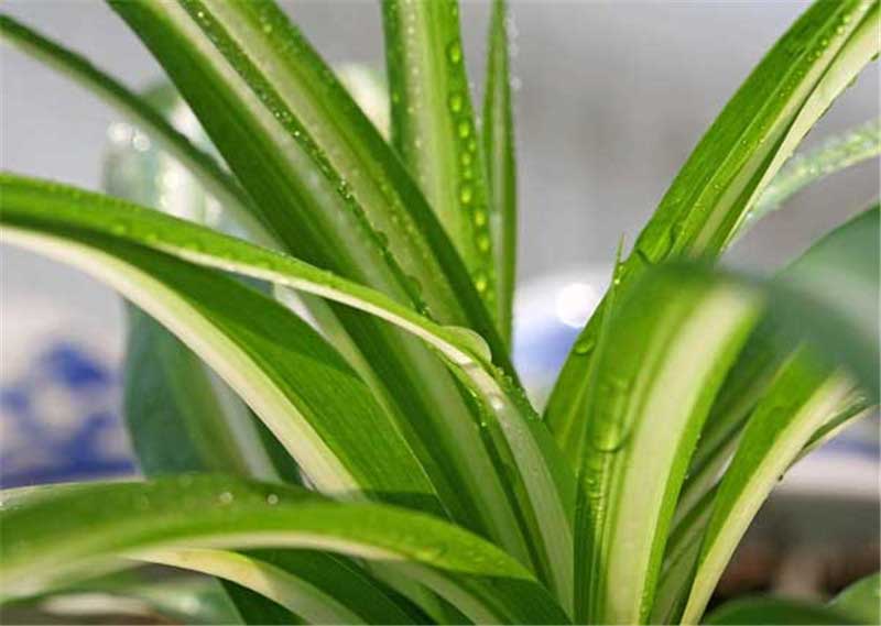 金心吊蘭_副本1