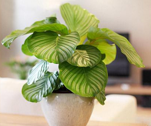 家里適合種什么綠色植物呢？