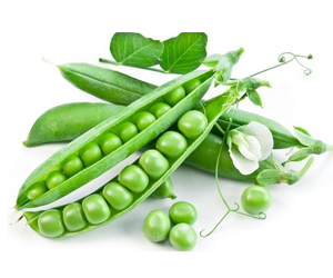 你會(huì)種植豌豆嗎？