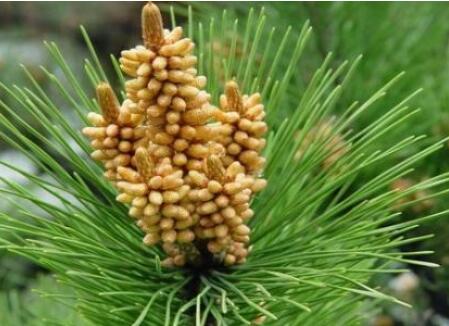 松花粉有什么功效呢？市價(jià)是多少呢？