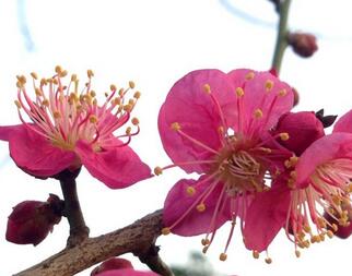 梅花有什么含義嗎？