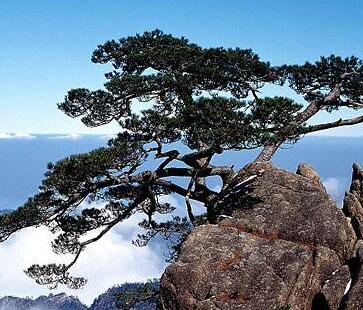 松樹的特點有哪些呢？