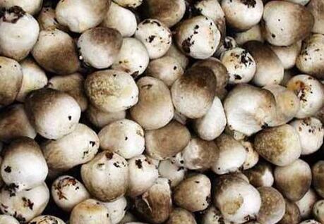 口蘑、香菇、草菇的區(qū)別