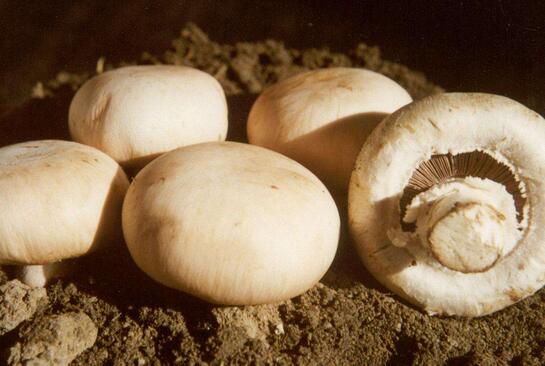 口蘑、香菇、草菇的區(qū)別