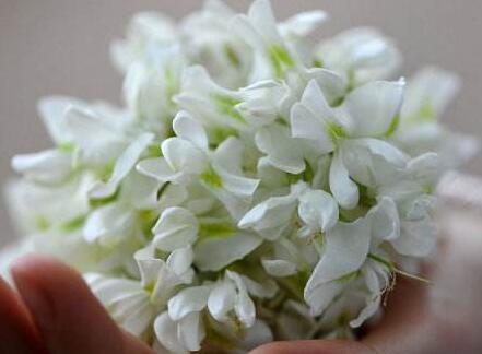 洋槐樹有毒嗎？可以吃嗎？