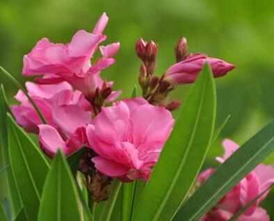 夾竹桃有毒嗎？