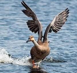 養(yǎng)大雁好嗎？前景怎么樣？