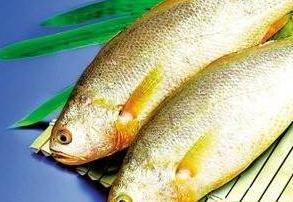 黃花魚好吃嘛？價格是多少呢？