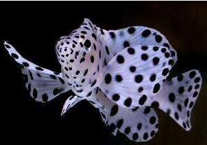 老鼠斑怎么樣?多少錢一斤？